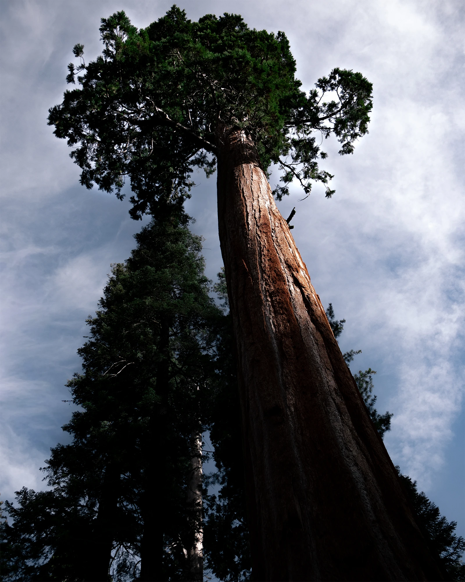 Sequoia seen from below at Sequoia National Park in California, USA