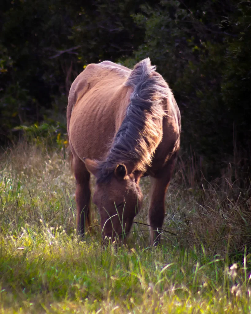Wild Horse in Assateague Park